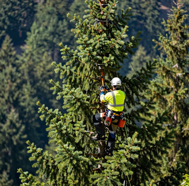 Professional arborist in clean safety gear climbing a majestic Swiss pine, crisp alpine daylight, forest green tones, high-contrast, 35mm lens