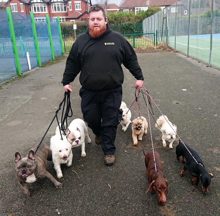 Happy pack of dogs socializing on a structured group dog walk with Doggy Dude in Radcliffe.