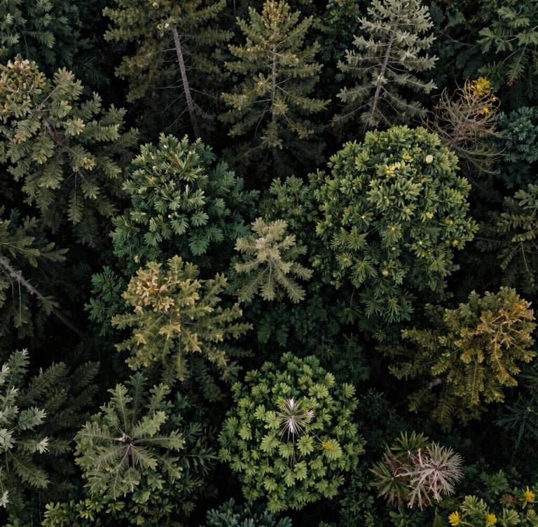 Aerial drone photography of dense, untouched forest canopy, overcast natural daylight bringing out deep saturated forest greens and rich earth tones, cinematic 35mm