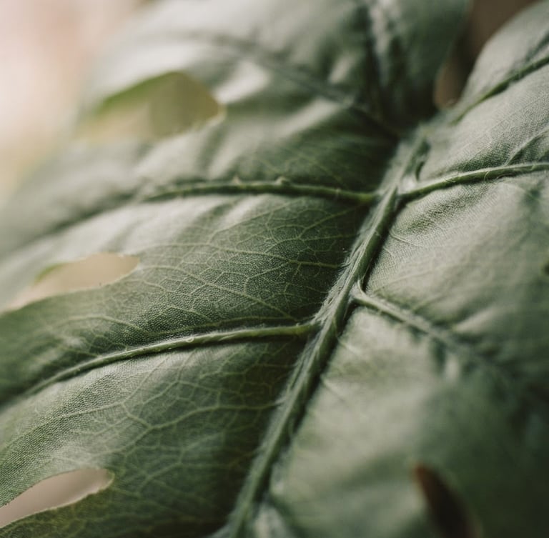 Extreme close-up of realistic artificial monstera leaf veins, soft natural window light, muted organic tones, clean architectural framing, 35mm