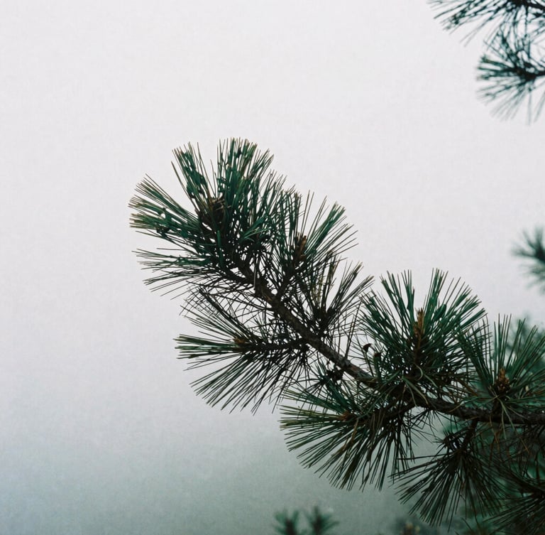 Tactile film photography of a single weathered bristlecone pine branch against a misty gray sky, soft overcast morning light, pine green tones, 35mm, shallow depth of field