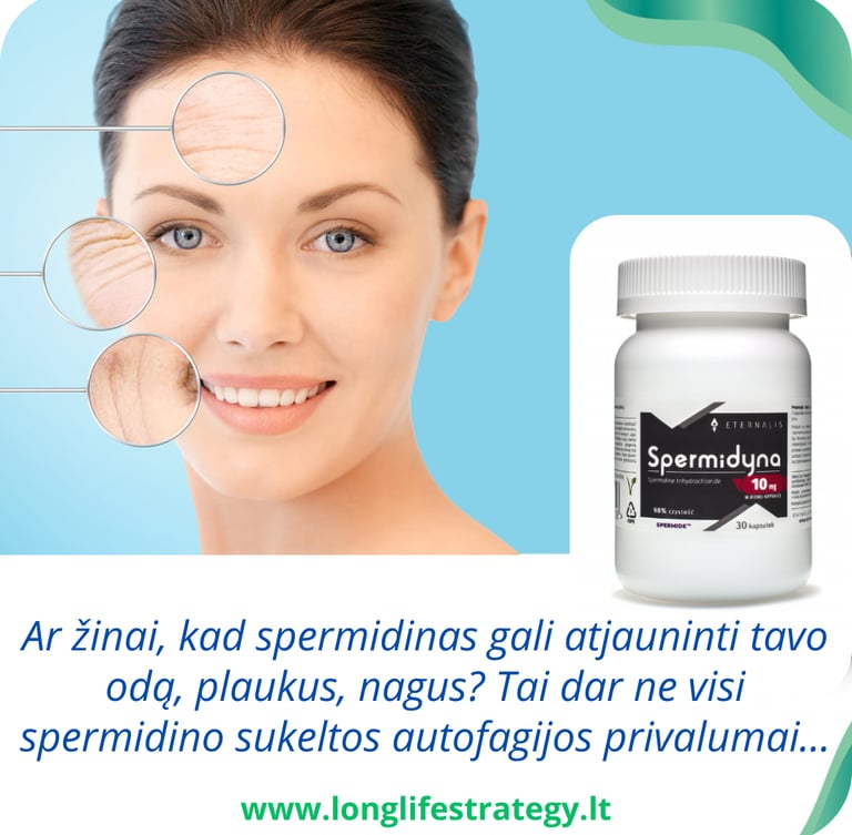 spermidinas atjaunina odą