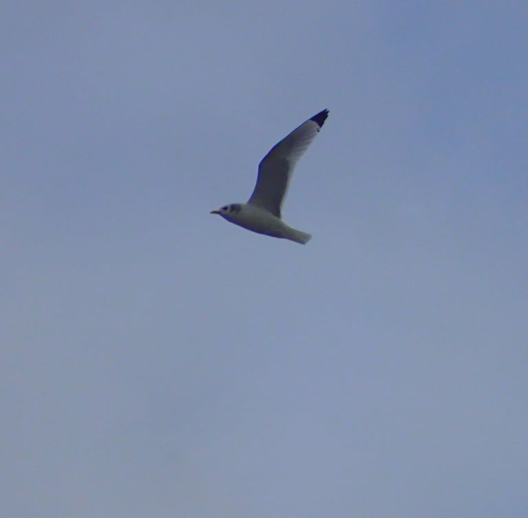 Mouette tridactyle adulte obervée dans le cadre d'un suivi en mer