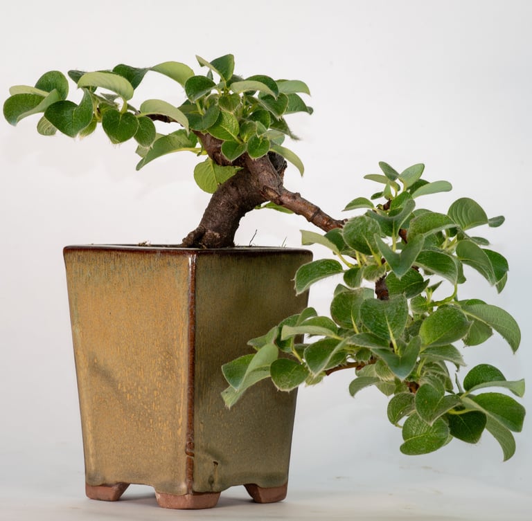 Goat Willow Bonsai