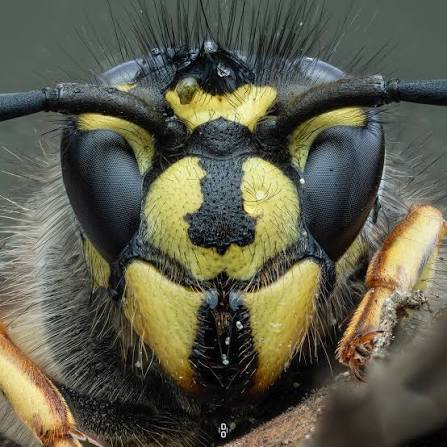 close up of a wasp