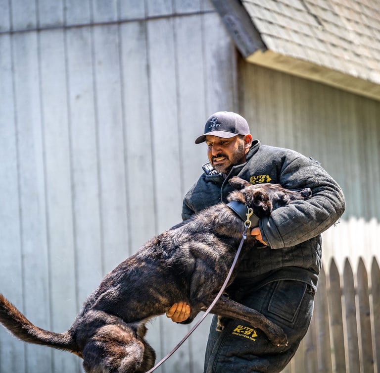 Protection dog bite training - Dynamic K9 tampa canine training services