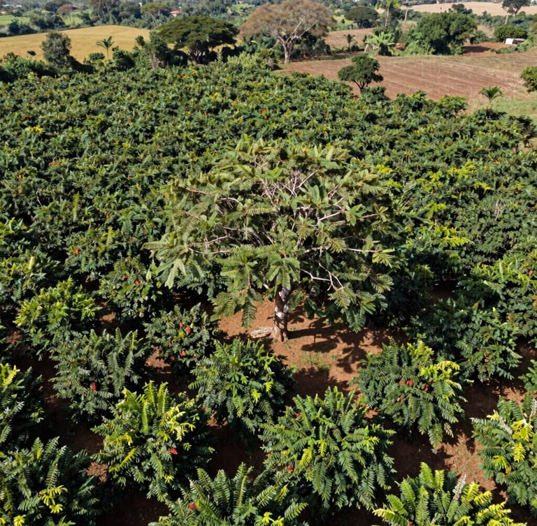 High-angle drone shot of a lush West African cocoa agroforestry farm, structured tree canopy, bright equatorial daylight, rich earth tones, 35mm