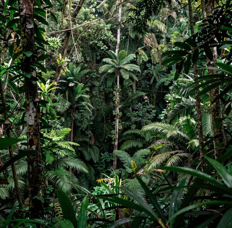 Wide-angle environmental shot of the dense subtropical forest canopy of Cotubanama, dramatic natural filtered jungle light, rich tropical green tones, 35mm