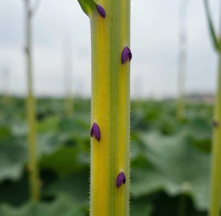 Macro close-up shot of a giant hogweed plant stem with distinct purple spots and sharp hairs, warning yellow-green tones, dramatic outdoor documentary style, high contrast
