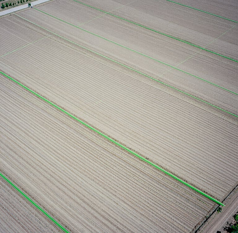 High-altitude geometric aerial view of structured agricultural test plots, sharp green laser lines mapping crop rows, clinical bright daylight, 35mm.