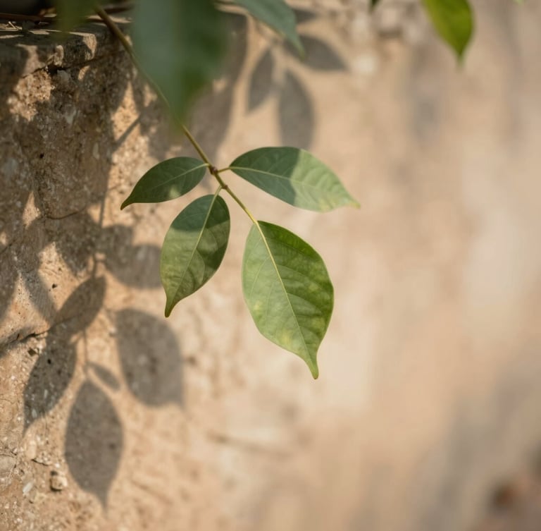 Close-up of soft dappled shadows of local Dharwad leaves falling on a warm natural stone wall, shallow depth of field, calm morning daylight.