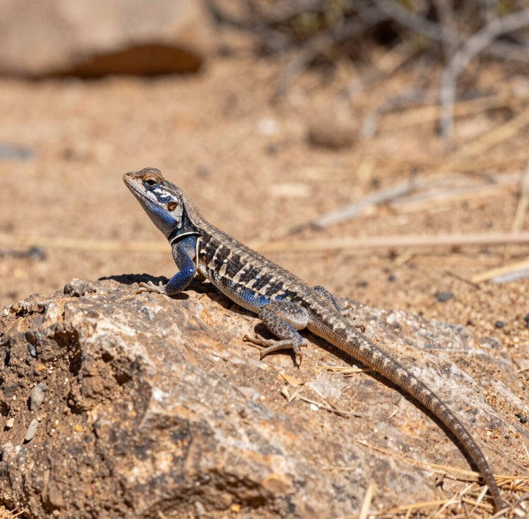 A blue-belly lizard basking on a sun-drenched rock in dry scrubland, low-angle macro shot, harsh midday sun, earthy tones with cobalt accents.