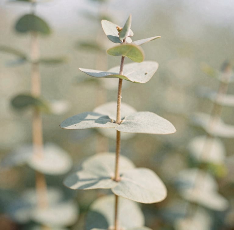 Macro close-up of a single eucalyptus stem, soft focus background, warm morning daylight casting gentle shadows on a linen texture, muted sage and earthy tones, 35mm film.