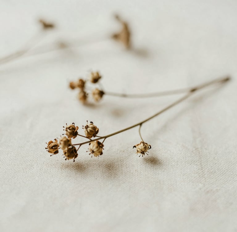 Close-up of a dried botanical specimen gently resting on textured linen, soft diffused side daylight, shallow depth of field.