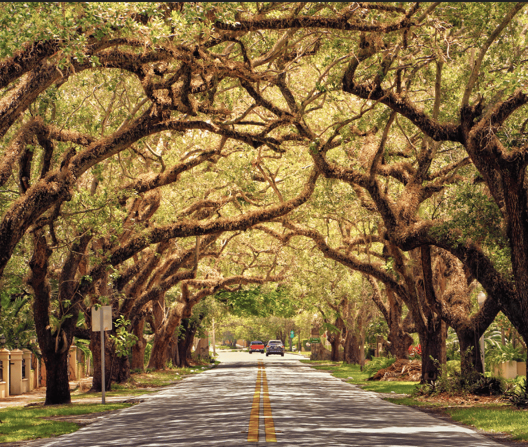 A scenic road lined with ancient live banyan trees forming a natural canopy over the street.