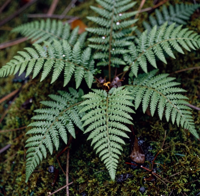Close-up macro shot of native Pacific Northwest ferns and damp moss in soft overcast daylight, rich soil tones, 35mm film grain