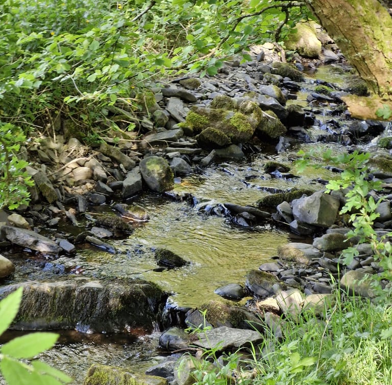 a stream running through a lush green forest at teifi meadows