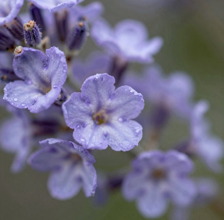 Macro photograph of a lavender Syringa flower in soft, diffused Pacific Northwest daylight, showcasing delicate petals and rich natural textures, shallow depth of field.