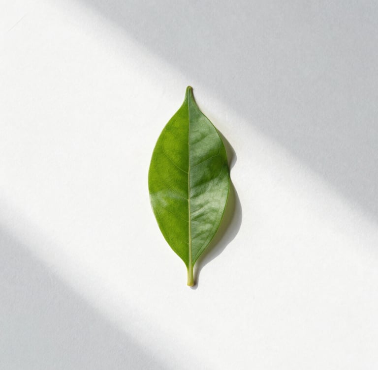 Minimalist botanical photography of a single fresh green leaf with soft morning sun shadows on a clean white wall, macro details, high negative space