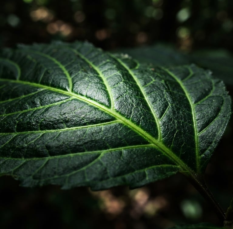 Macro botanical photography of a psychotria viridis leaf structure, dramatic high-contrast natural light, deep forest tones with neon acid-green accents, 35mm