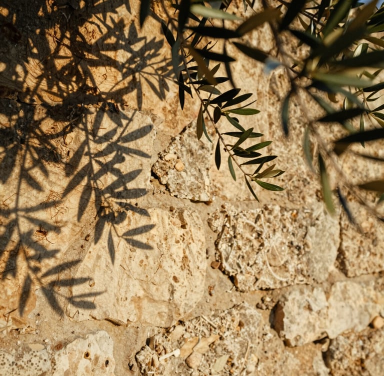 Close-up of weathered stone walls and olive branches in golden hour light, soft shadows, warm organic textures, 35mm film aesthetic