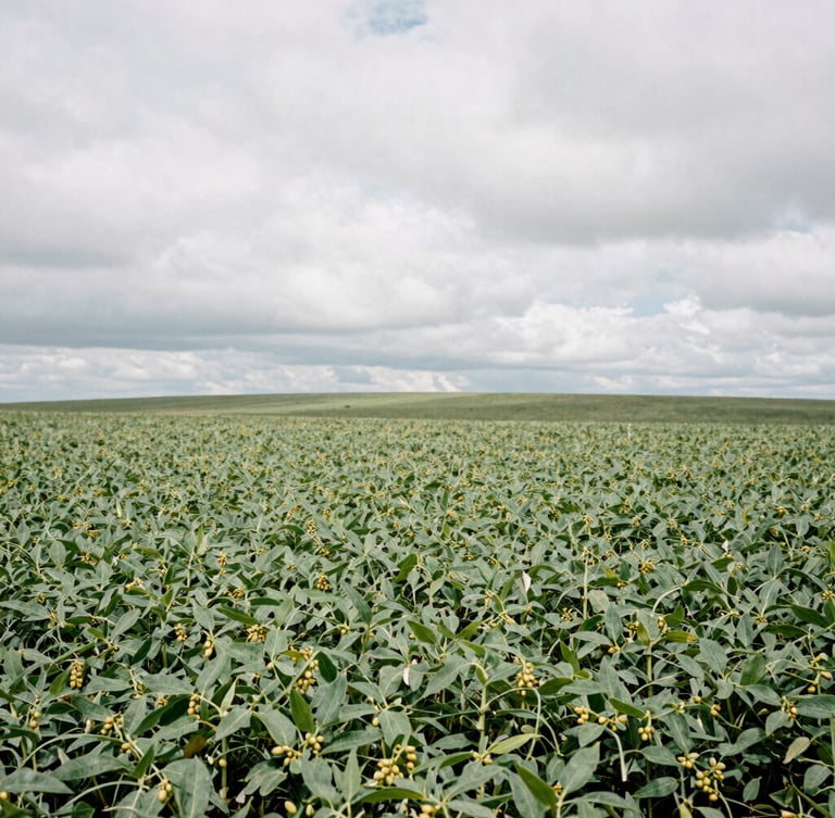 Wide environmental landscape of an overcast soybean field in Rio Grande do Sul, soft natural daylight, vast horizon.