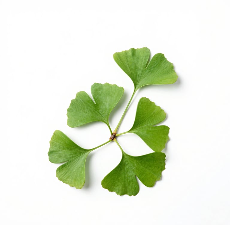 Minimalist botanical photography of a single ginkgo branch with vibrant green leaves flat against a pure white background, bright high-key studio lighting, sharp focus, 85mm, massive negative space