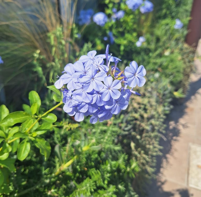one light blue Cape Plumbago flower stem