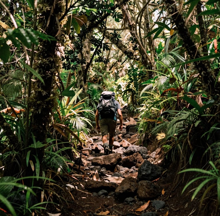 A hiker climbing a rugged volcanic trail on Volcán Concepción, surrounded by lush green cloud forest foliage, dappled sunlight, warm editorial photography.