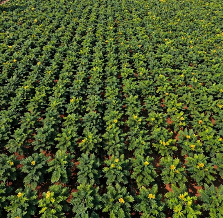 Wide aerial drone shot of vast, neatly aligned green Moringa plantations in Maharashtra under bright natural sunlight, rich deep greens, 35mm