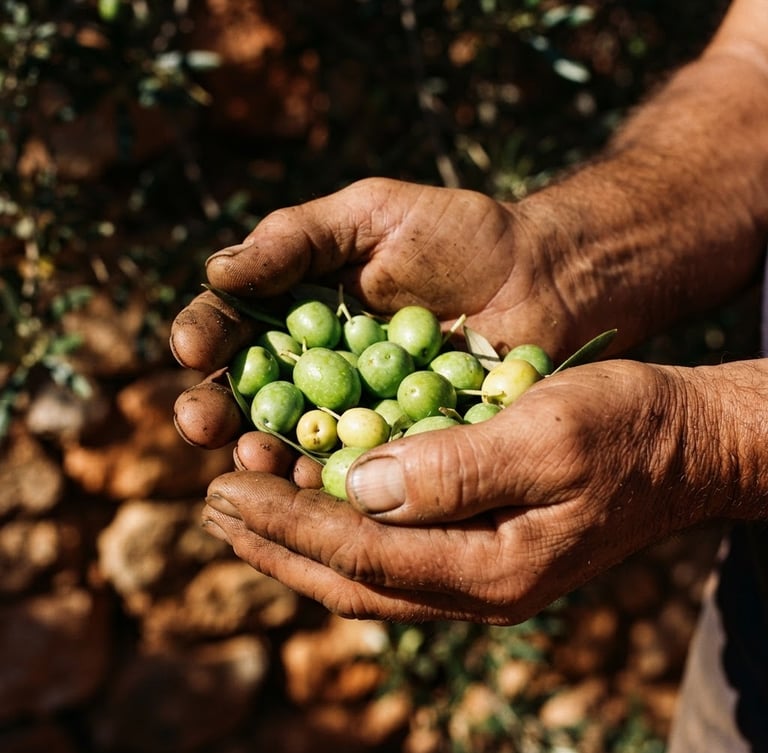 Close-up of weathered hands holding freshly picked green olives under harsh Mediterranean sunlight, deep shadows, rich terracotta and olive tones, 35mm film.