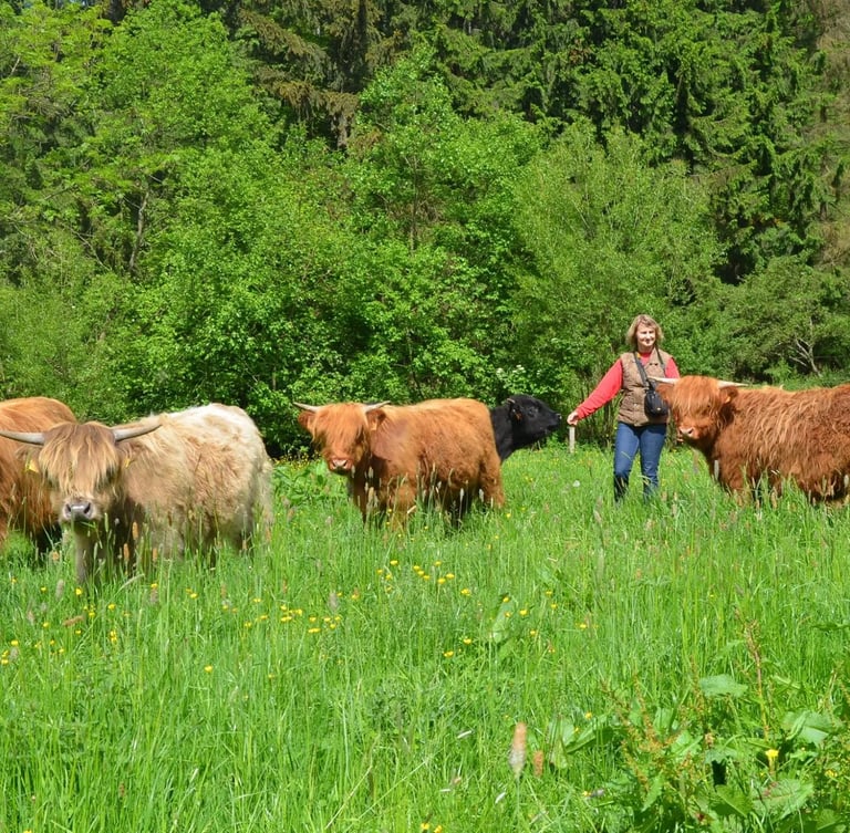 Highland Cattle au printemps
