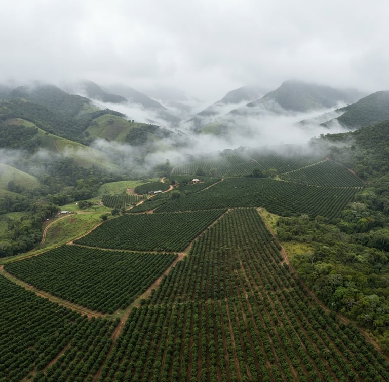Aerial panoramic view of high-altitude coffee plantations in Ibitiúra de Minas, heavy morning mist rolling over green mountains, soft diffused daylight, minimalist studio aesthetic.