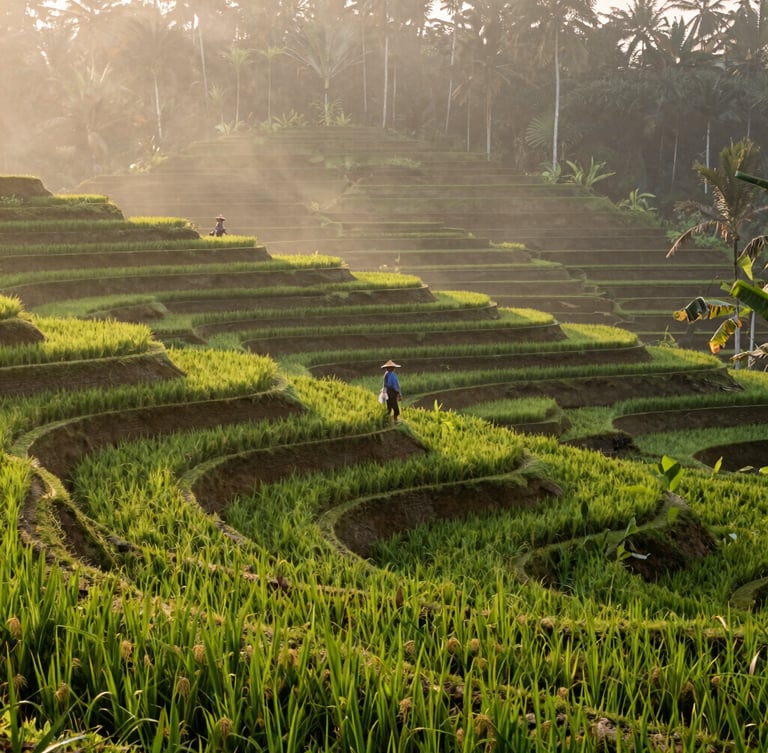 Wide environmental landscape of lush green rice terraces in Bali during misty morning sunrise, a single local farmer walking along the ridge, 35mm lens