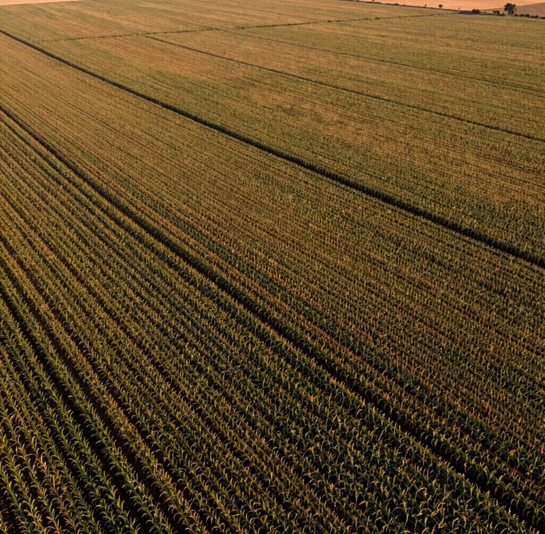 High-altitude aerial view of vast, meticulously managed agricultural fields in Brazil, showing patterns of soy and corn crops, under clear daylight, warm editorial photography.