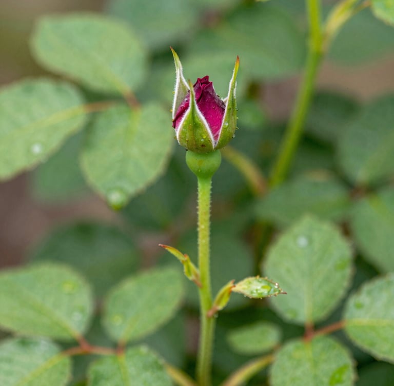 Macro shot of a clean grafted rose bud union on a vigorous green stem, bright diffused Florida daylight, rich green leaves with morning dew, crisp botanical detail, 35mm lens