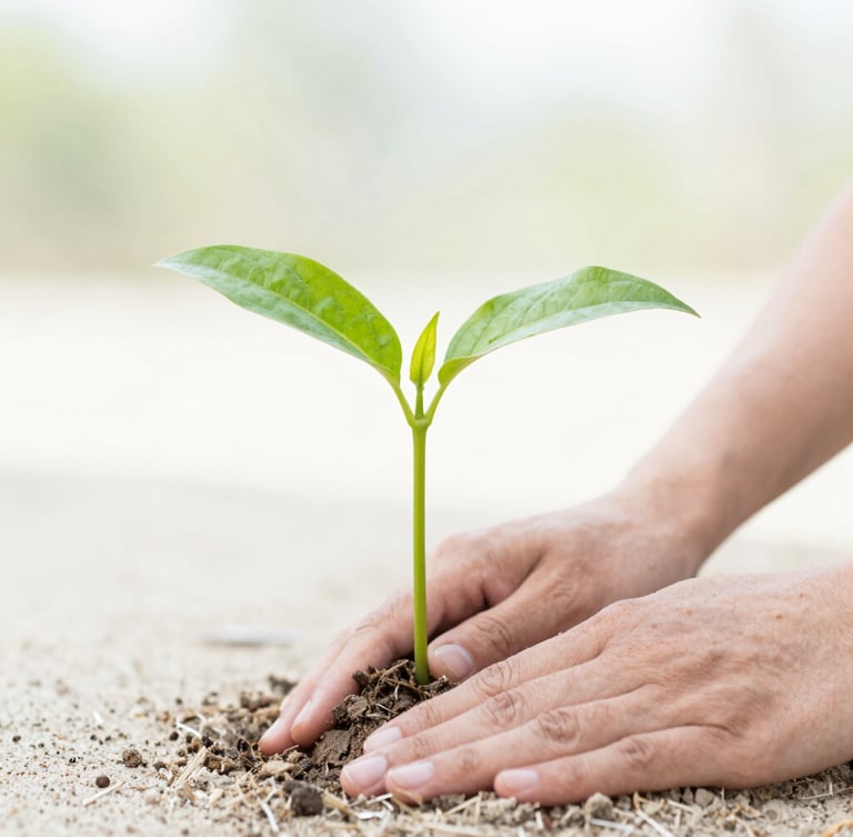 Close-up of hands planting a young green sapling into sandy soil under soft morning daylight, shallow depth of field, vibrant botanical details