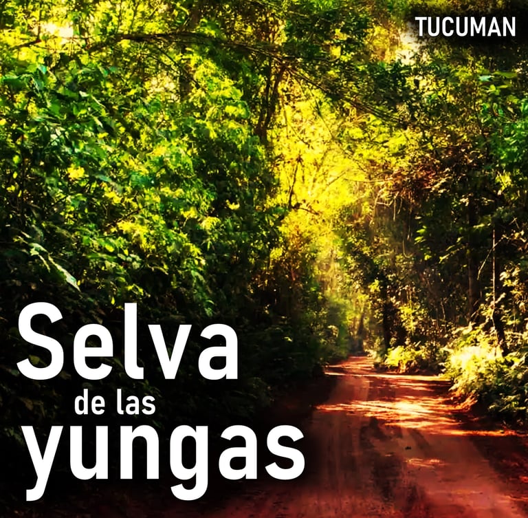 a dirt road with a dirt road and trees