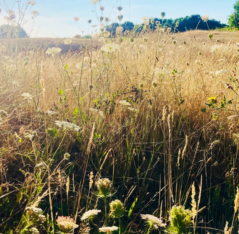 Summer meadow at Cams in Portchester