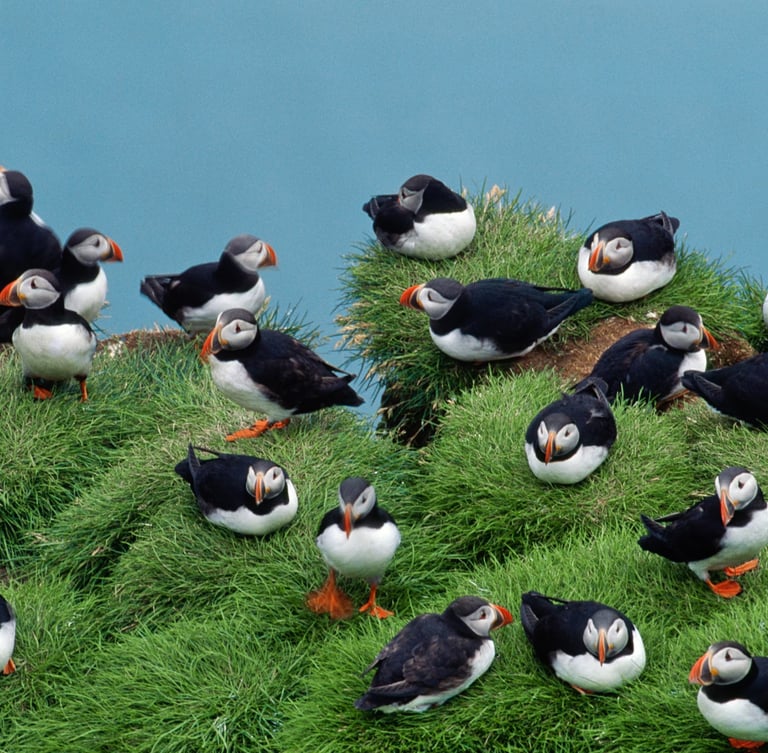 Sea puffins in Iceland