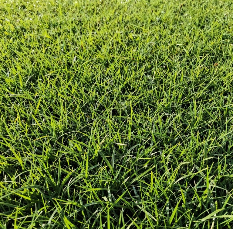 Low-angle shot of vibrant green grass turf fields in Capela do Alto, bright morning sunlight reflecting on dew drops, sharp details of dense Esmeralda grass, 35mm