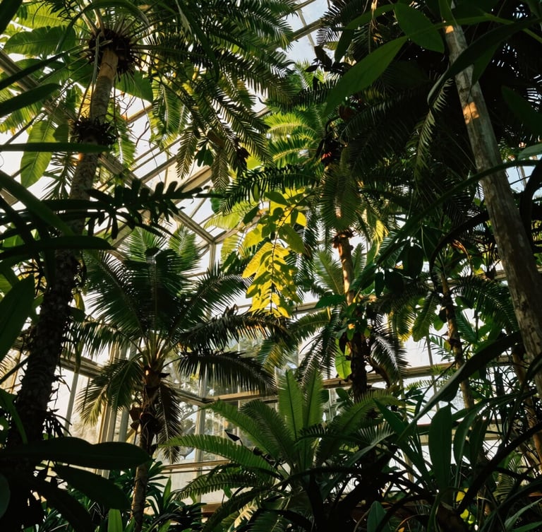 Wide panoramic view of a sun-dappled greenhouse canopy in the Emerald Triangle, golden hour light filtering through lush green leaves, soft natural shadows.