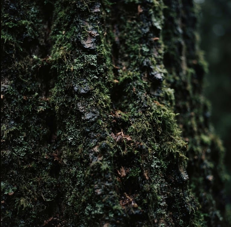 Moody close-up of dark mossy tree bark in a deep forest, soft natural low-key light, rich green and earthy tones, 35mm lens