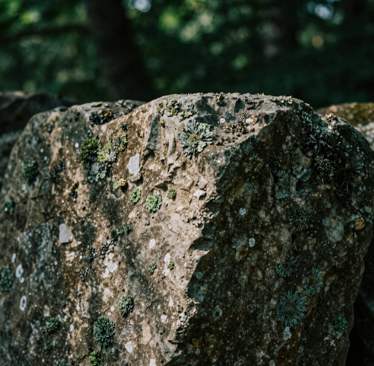Intimate close-up of weathered stone textures with subtle green lichen, soft natural forest light, organic details, moody atmosphere