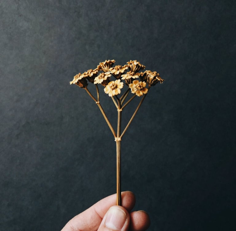 Close-up portrait of a single dried yarrow stalk held between two fingers, soft diffused light, textured paper background, deep charcoal and matte gold tones, high contrast, 35mm, contemplative.