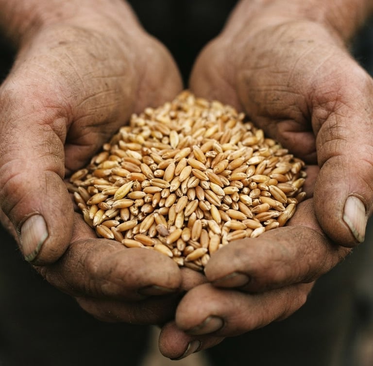 Macro close-up of raw golden heirloom grains held in weathered hands, soft directional overcast daylight, rich earthy tones, 35mm film
