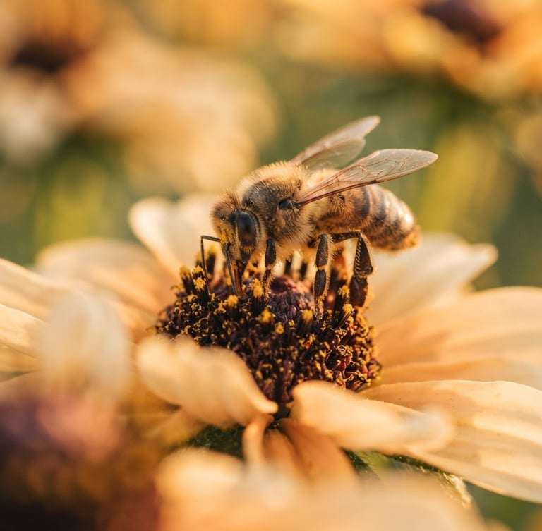 Macro close-up of a wild bee collecting nectar from a native wildflower, shallow depth of field, warm golden-hour light, rich amber and cream tones.