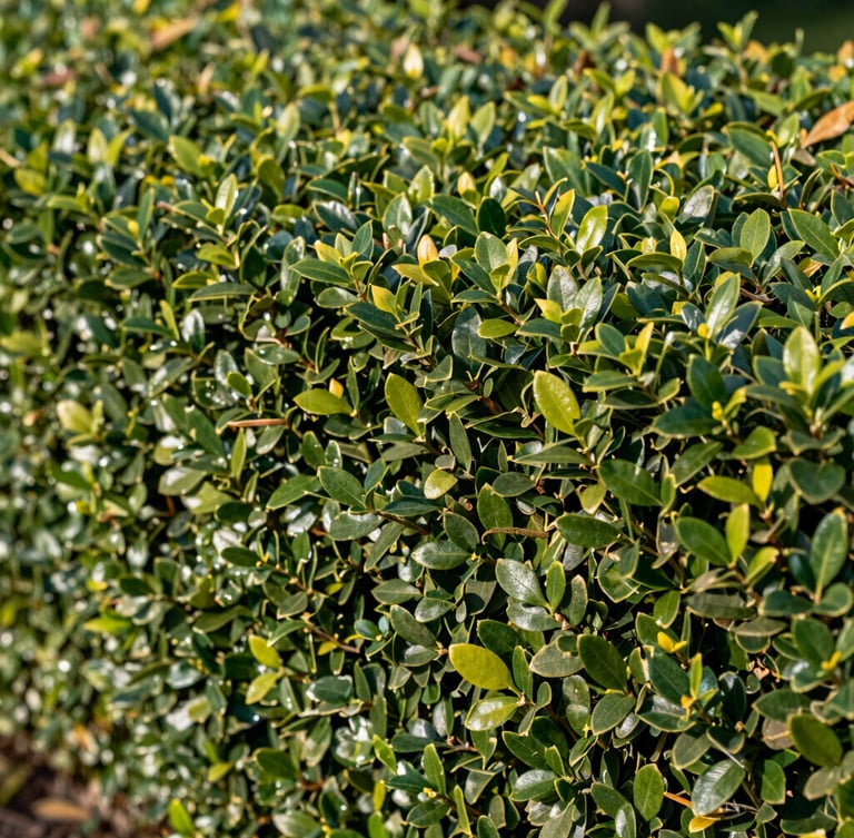 A close-up of a perfectly sheared formal boxwood hedge, showing razor-sharp defined lines and clean leaf cuts under soft morning light