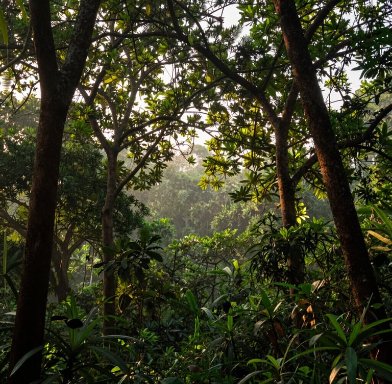 Wide environmental portrait of early morning canopy light filtering through dense green forest in Andhra Pradesh, warm editorial photography, 35mm