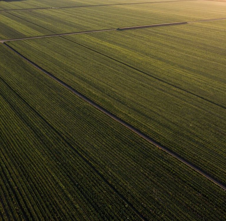 High-angle panoramic view of structured crop fields during golden hour, long shadows, natural lighting.